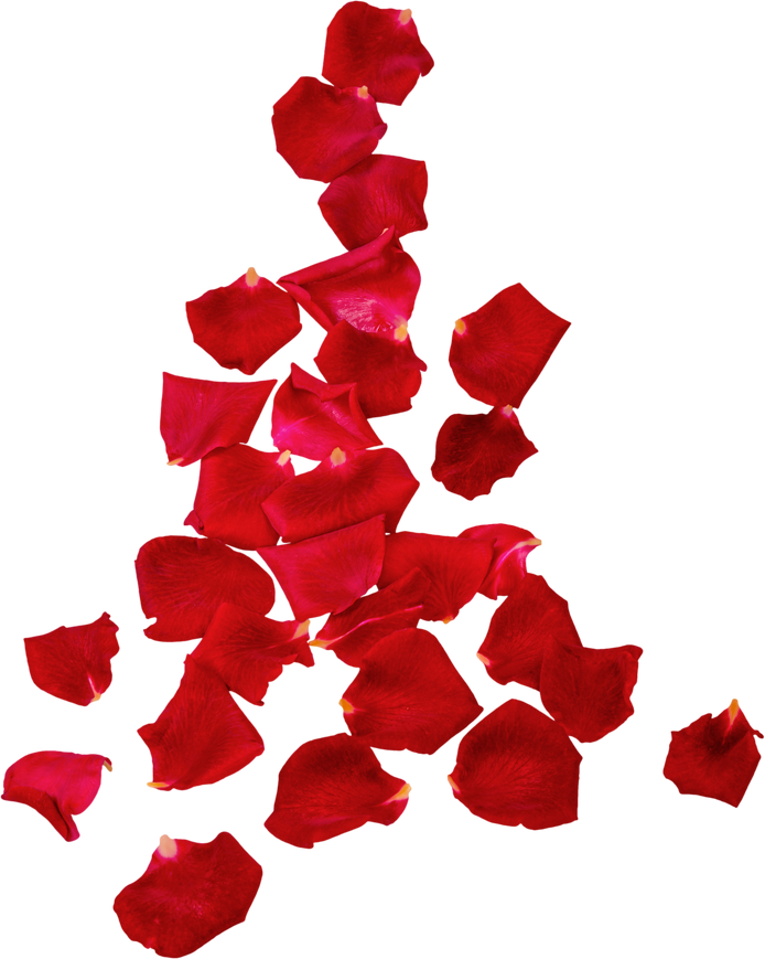 Petals of Red Roses 